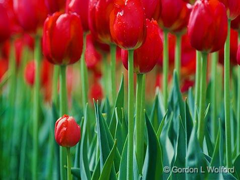Red Tulips_53480.jpg - Photographed at Ottawa, Ontario - the Capital of Canada.